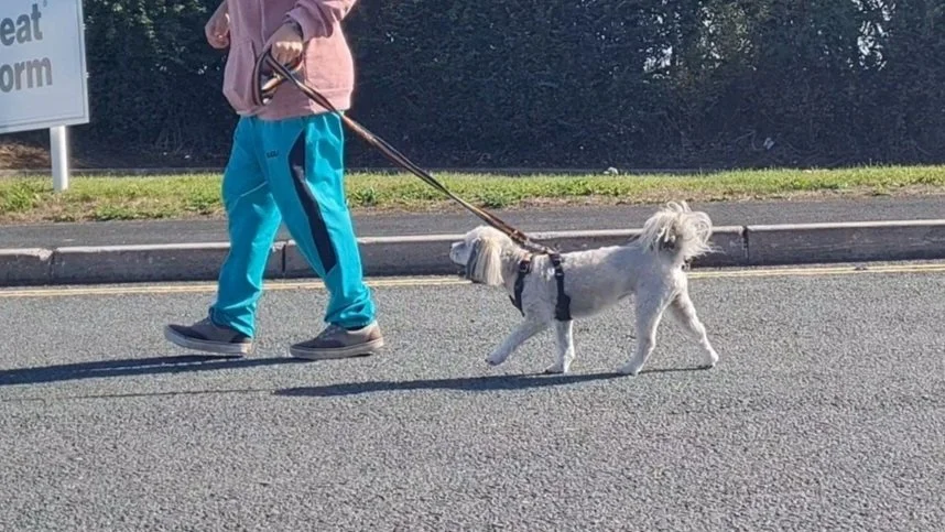 Mabel, a dog, captured mid-trot during a gait observation on tarmac