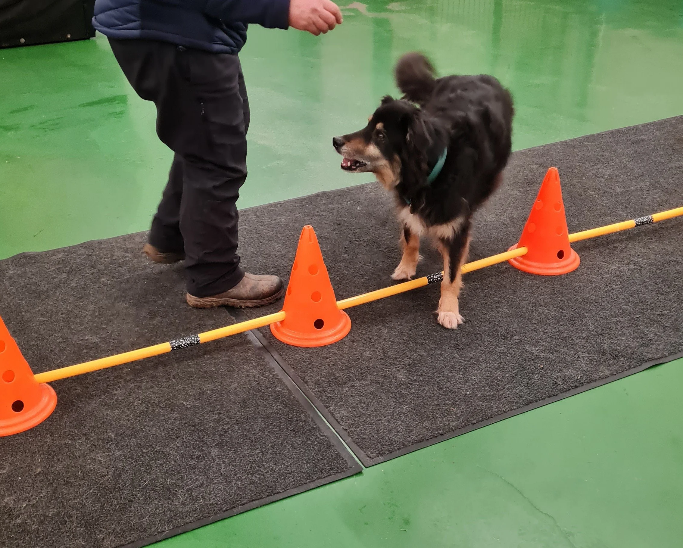 Adult dog completing a tailored body conditioning exercise to improve strength, stability and body awareness.