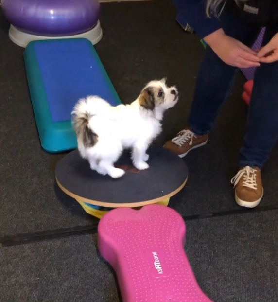 Puppy practising a gentle body conditioning exercise to build balance and confidence