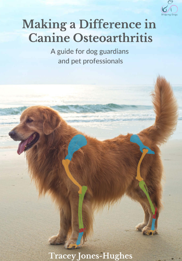 Senior dog featured in a free guide about recognising the early signs of canine osteoarthritis.