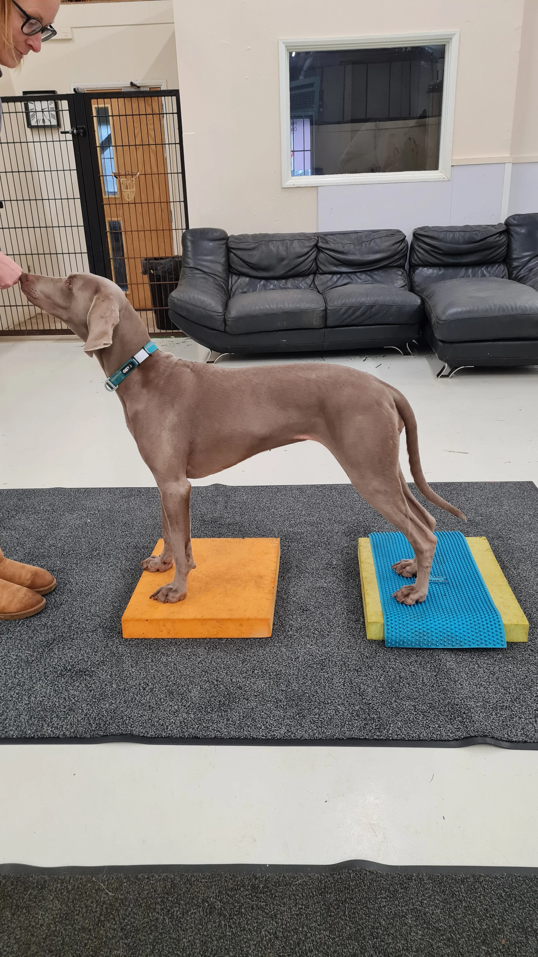 Older dog performing a gentle strengthening exercise to support mobility and joint health.