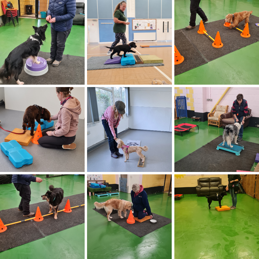 Collage of puppies, adult dogs and senior dogs taking part in training, enrichment and wellbeing activities at Shaping Dogs.