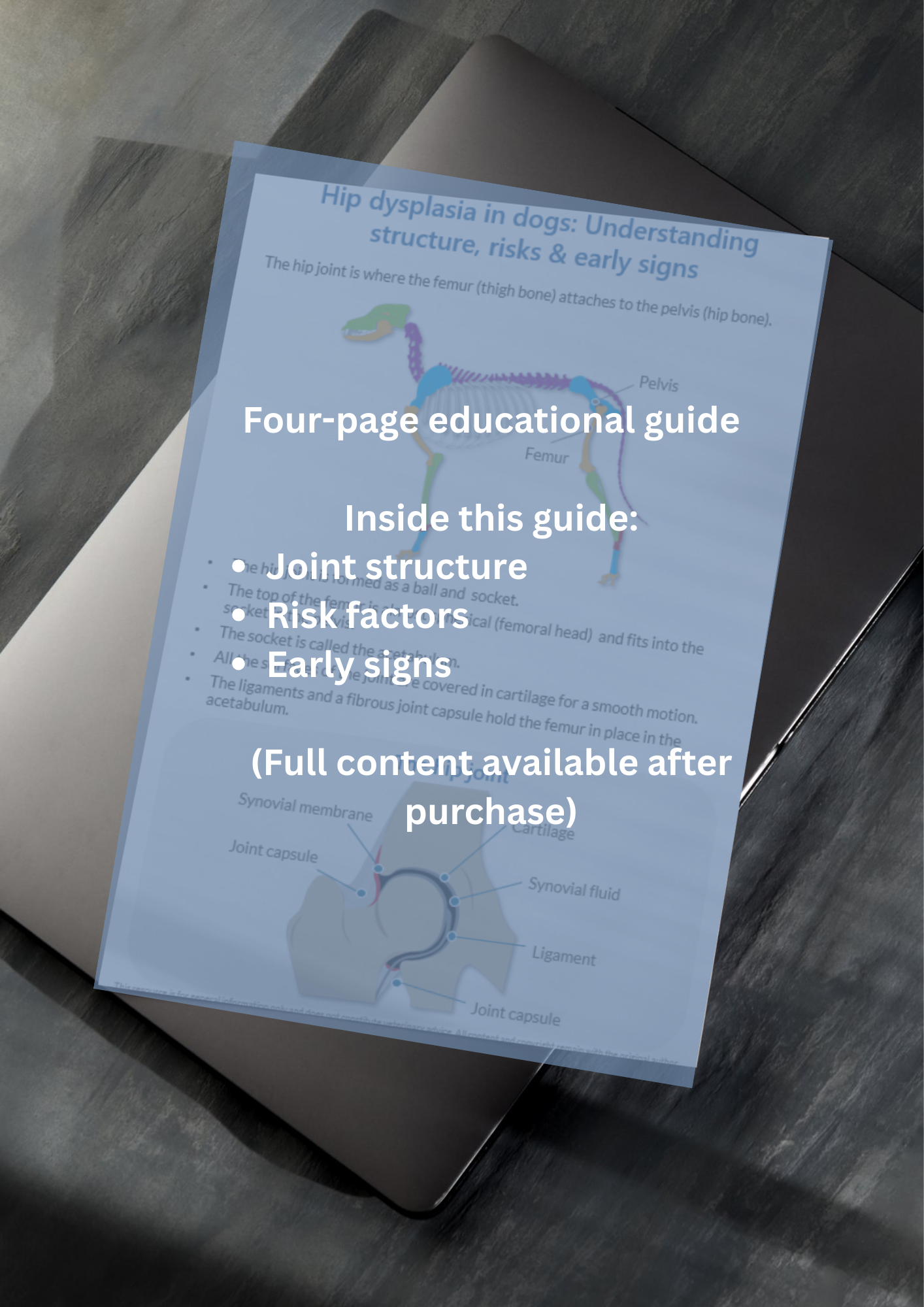 Hip dysplasia in dogs: Understanding structure, risk and early signs