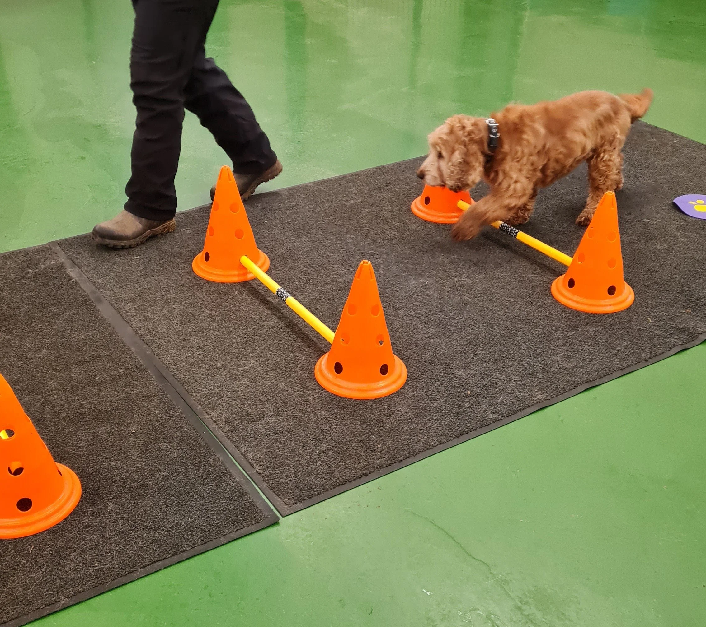 Senior dog performing a gentle body conditioning exercise to support strength, mobility and quality of life