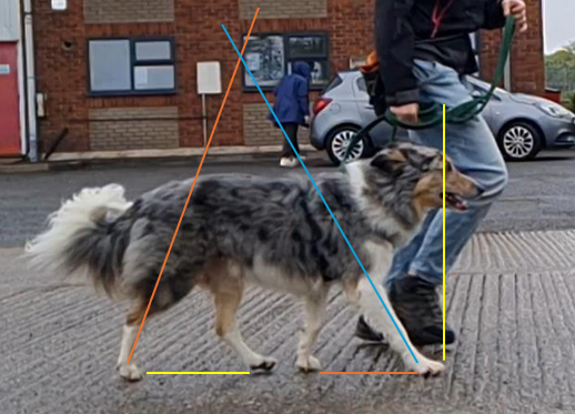 Canine gait analysis