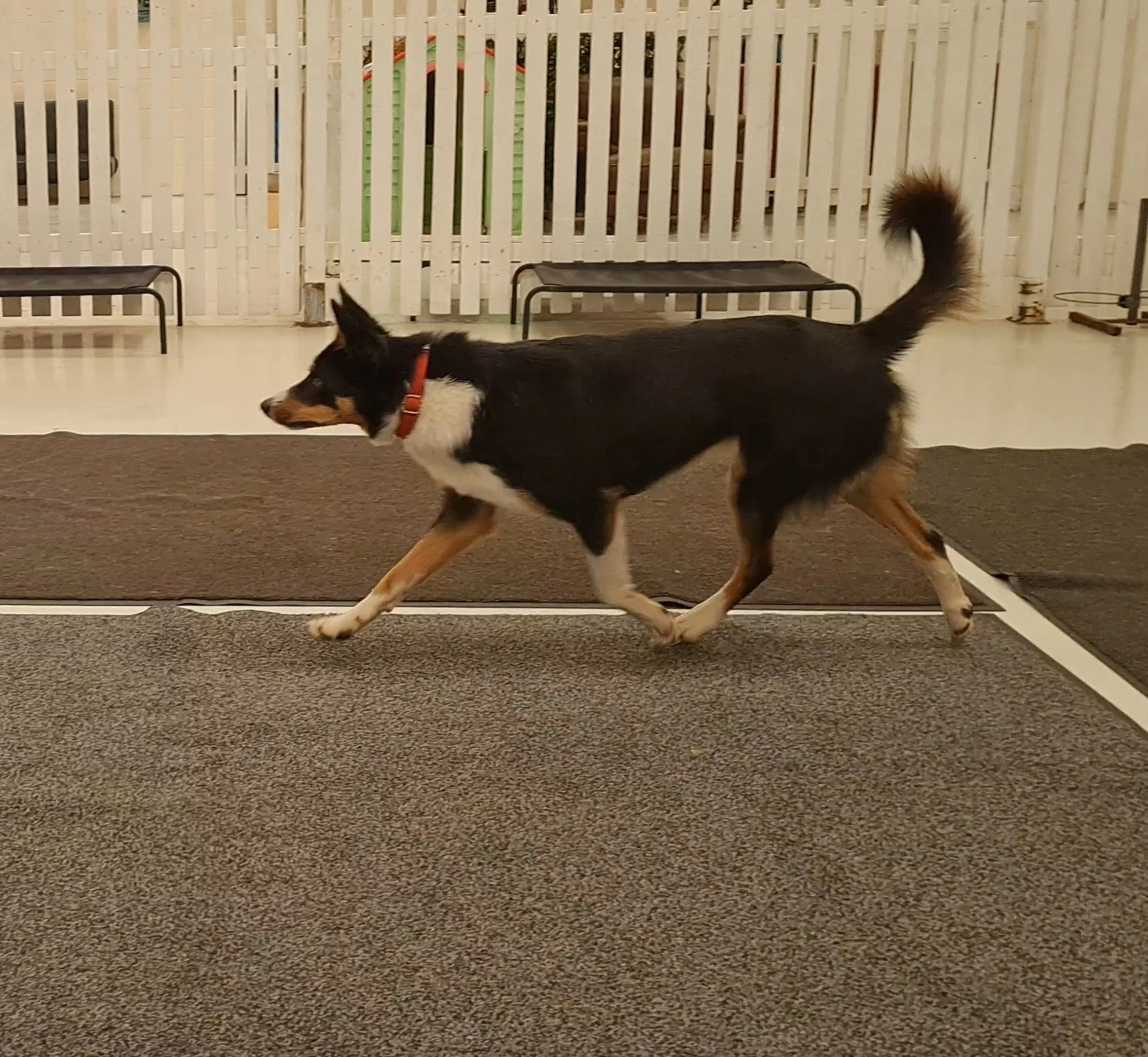Border Collie taking part in a personalised canine fitness session to improve strength, balance and coordination