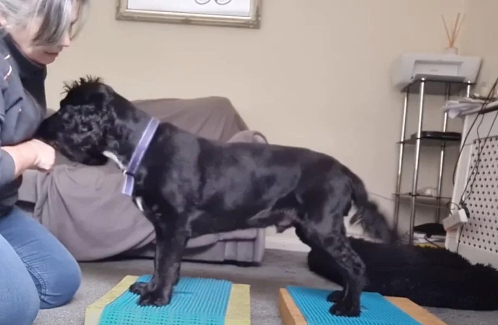 Cooper completing a tailored conditioning exercise to support strength, comfort and confidence.