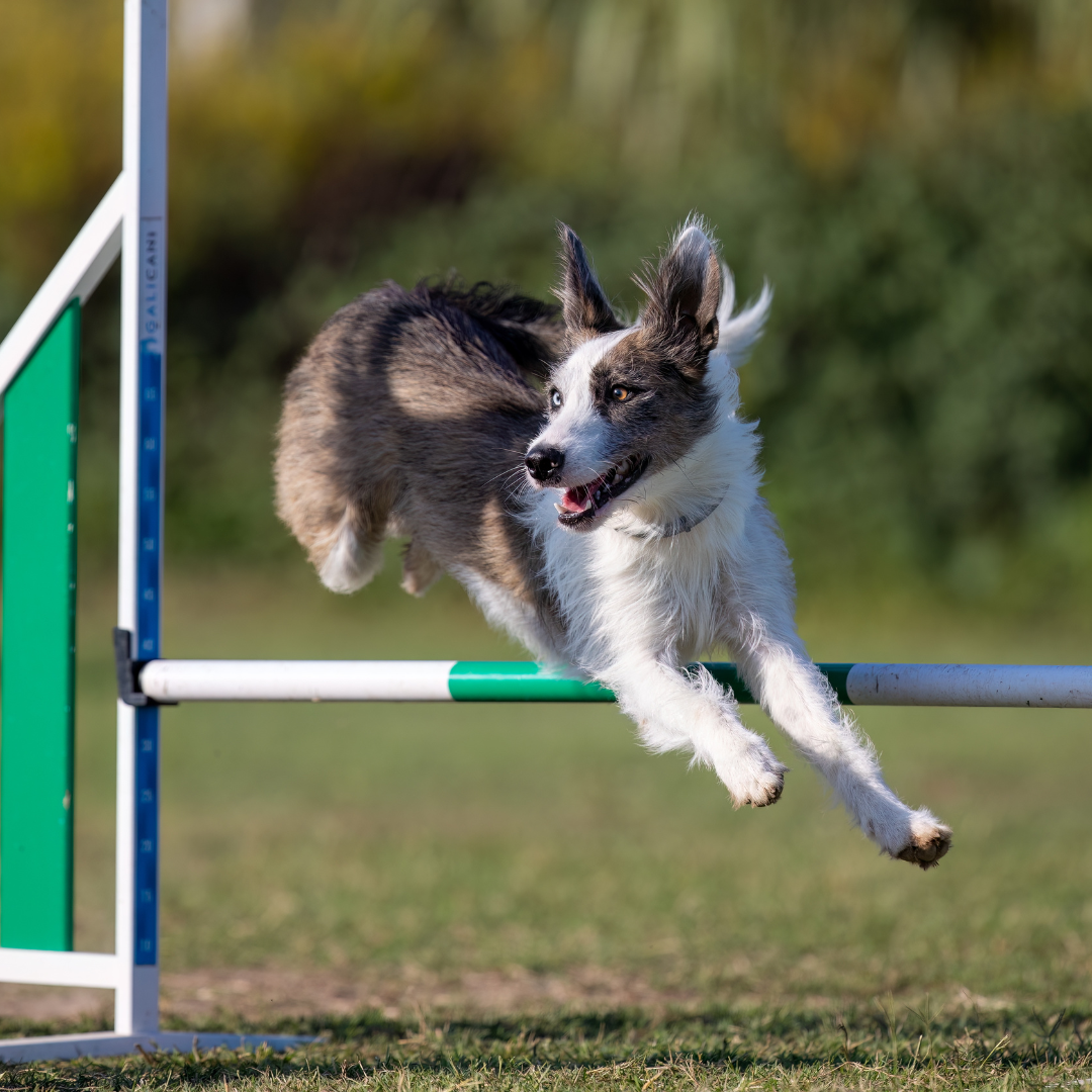 Active sports dog building strength, stability and injury resilience through canine fitness training
