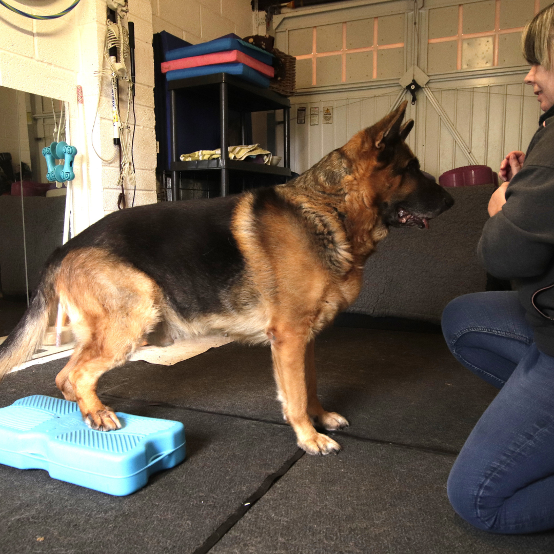Senior German Shepherd performing a targeted rear-foot exercise to help improve strength, balance and body awareness as part of an Active Ageing programme.