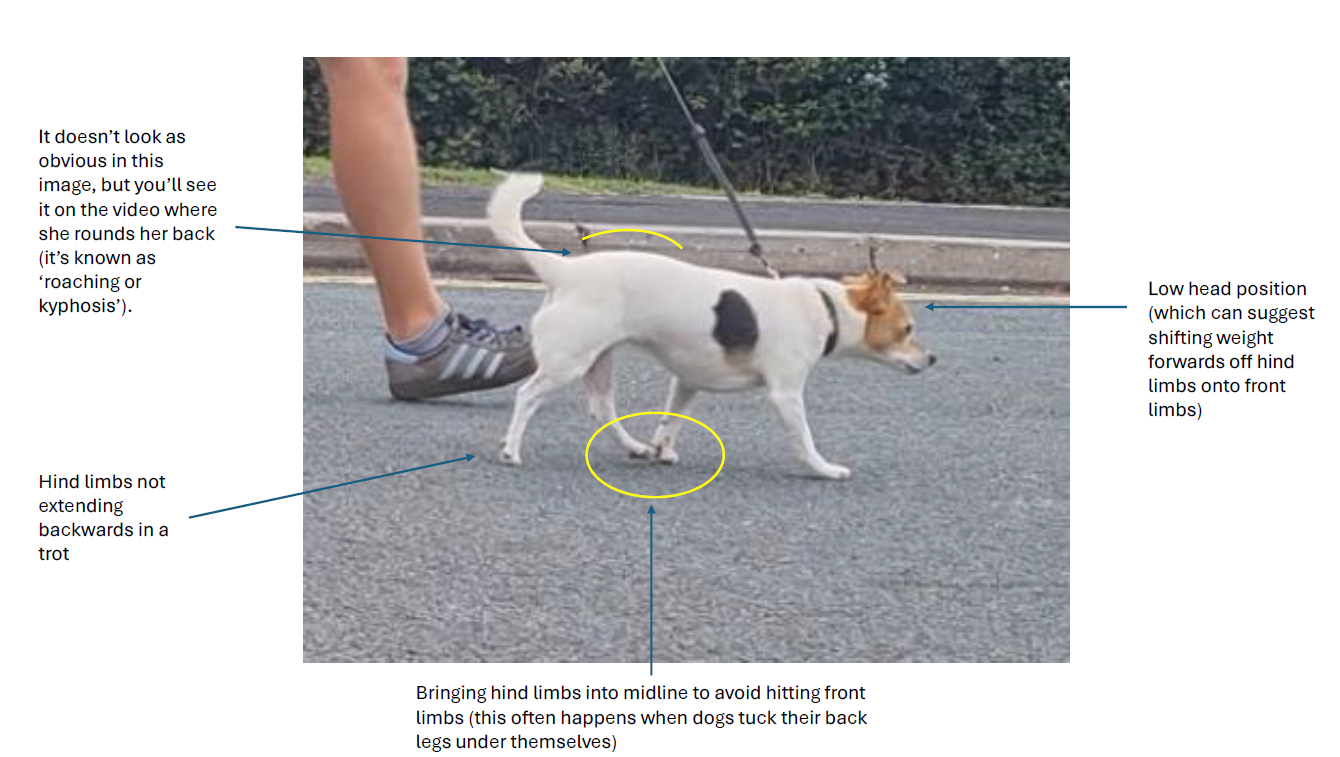 Jack Russel trot assessment