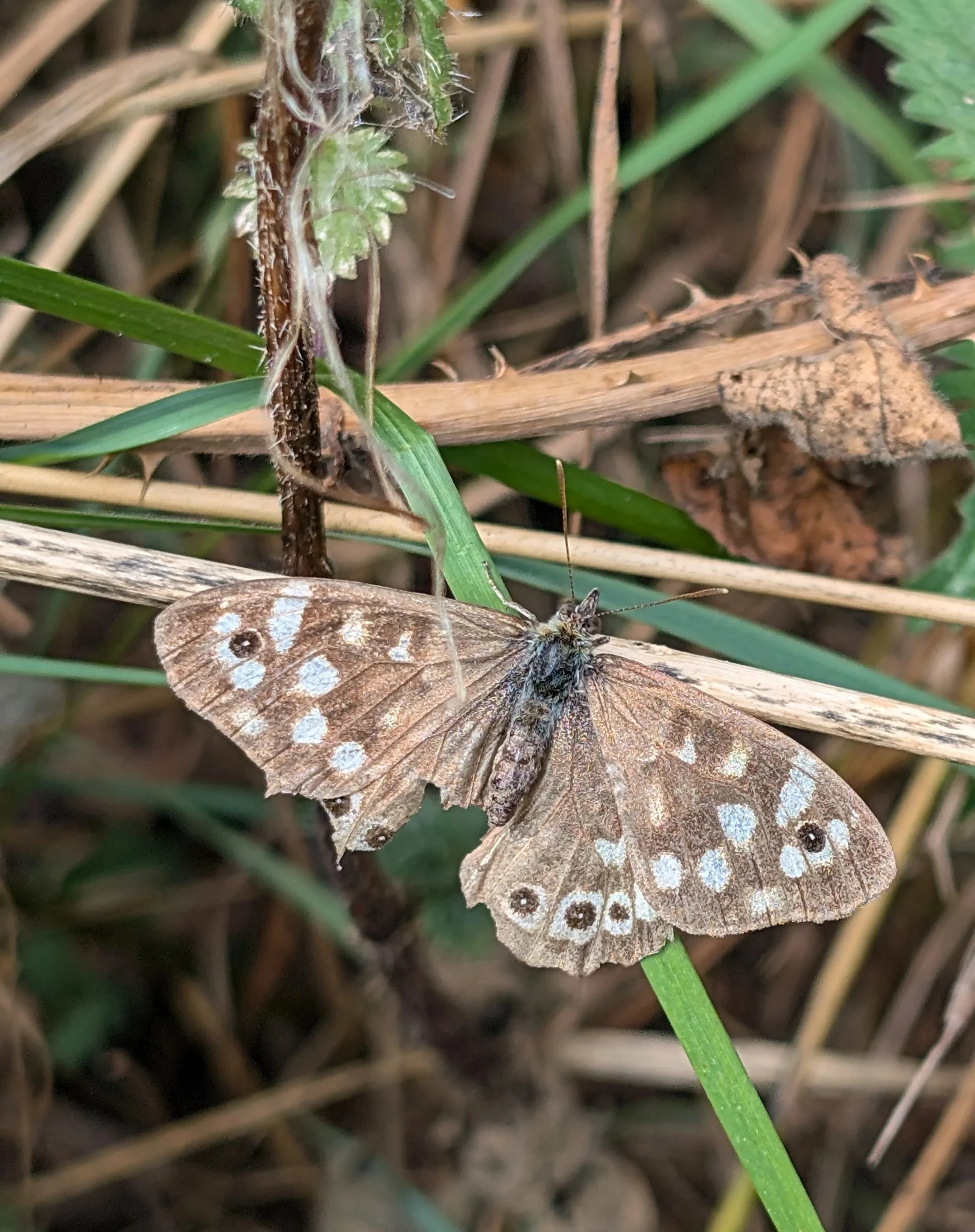 Close-up of a butterfly with brown wings and white spots resting on grass and dried leaves.
