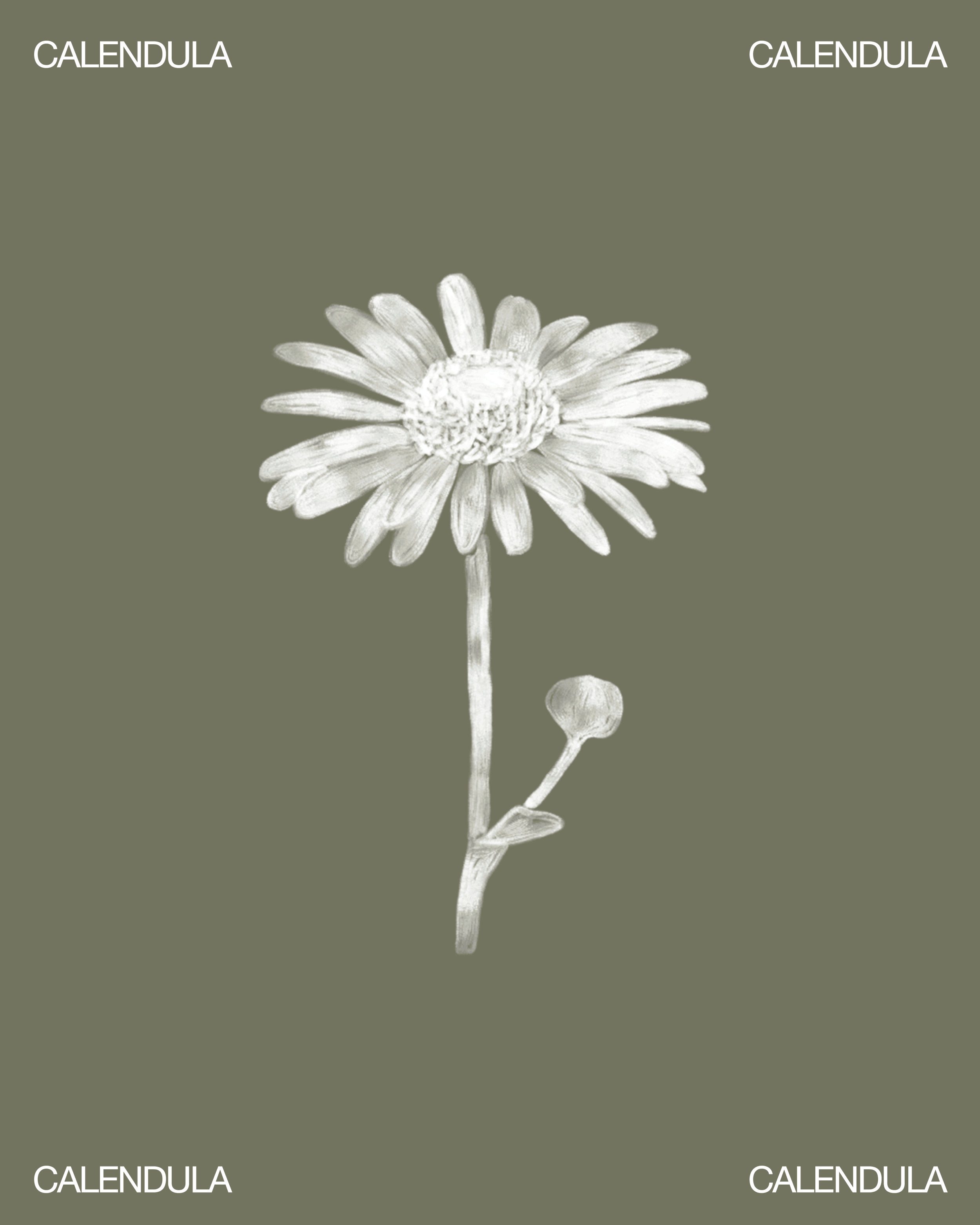Illustration en noir et blanc d'une fleur de calendula sur fond vert.