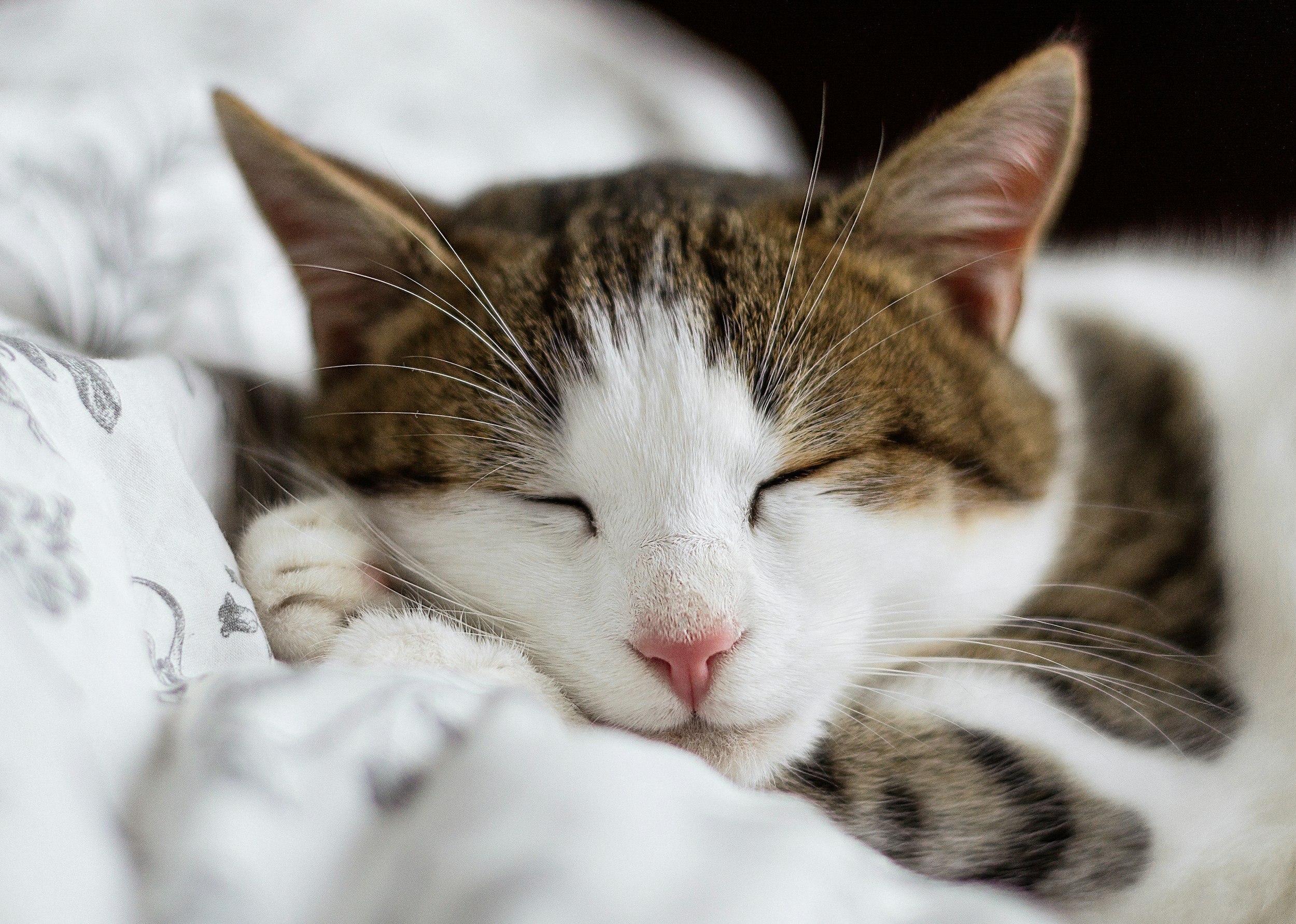 Post #4: Rest Allows Space for Healing & Preventing Stress-Related Neuroplastic Symptoms