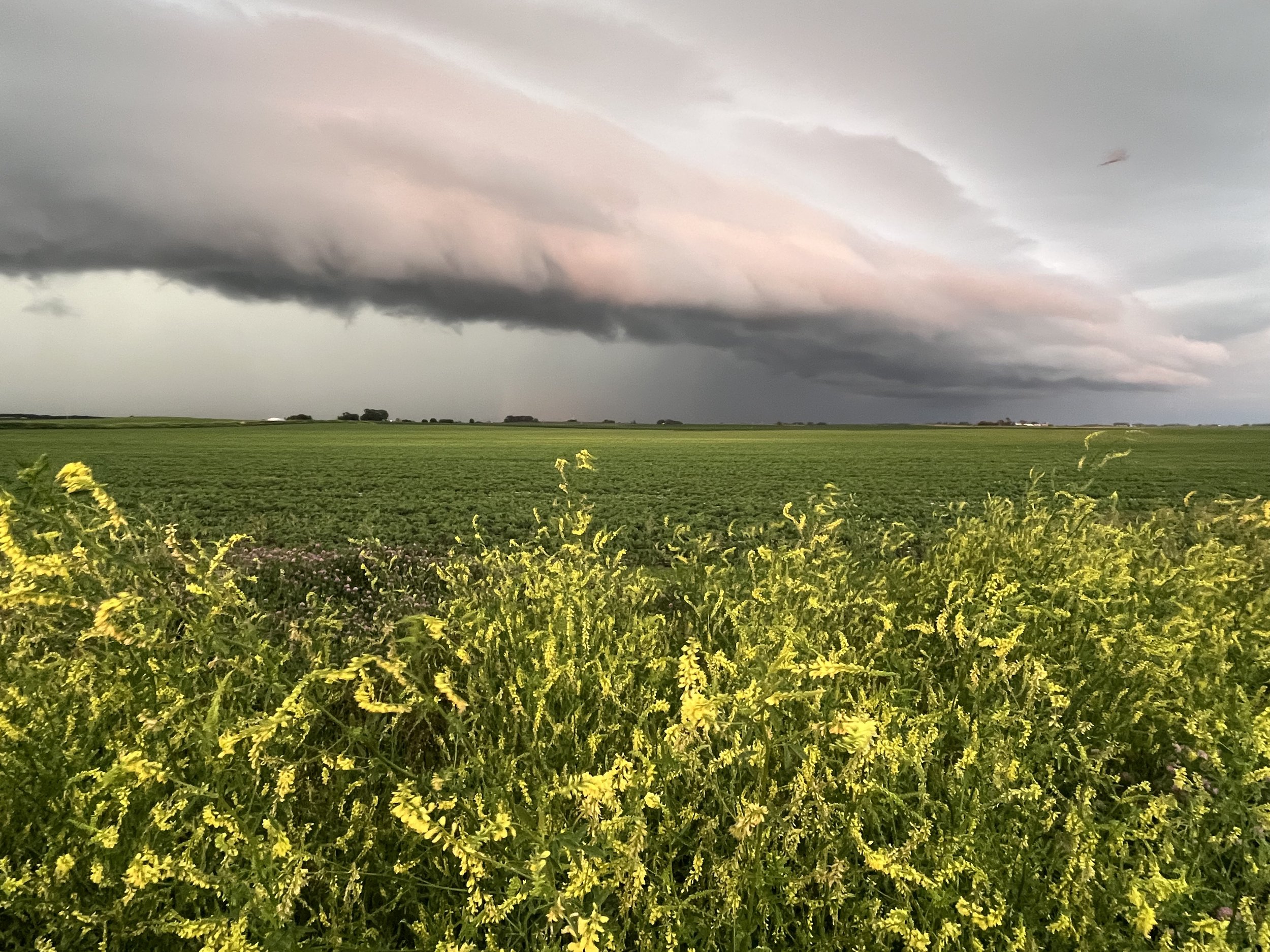 storm beyond prarie flowers.jpeg