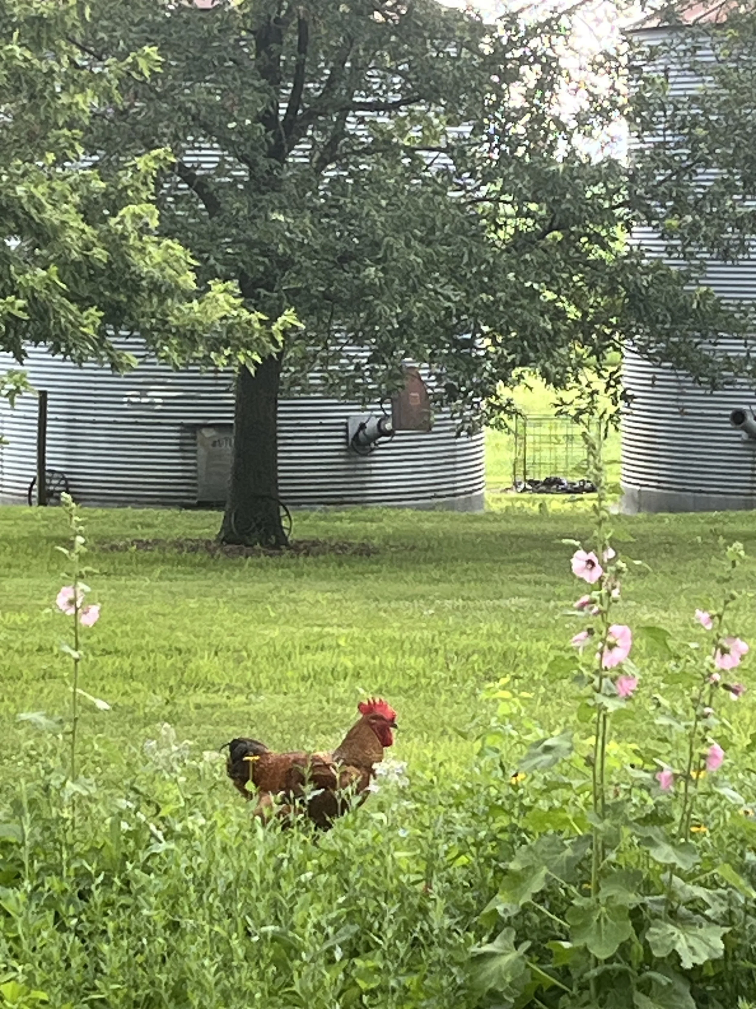 rooster and silos.jpeg