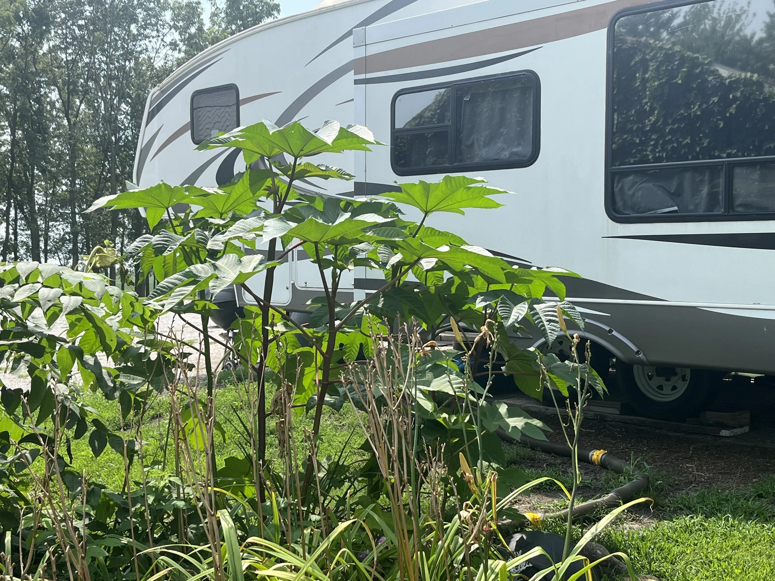 Camper and castor bean plant.jpeg