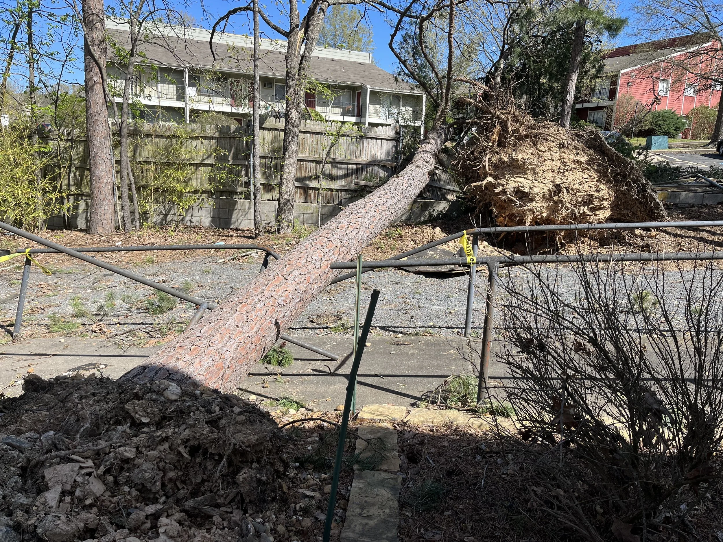 tornado tree down.jpeg