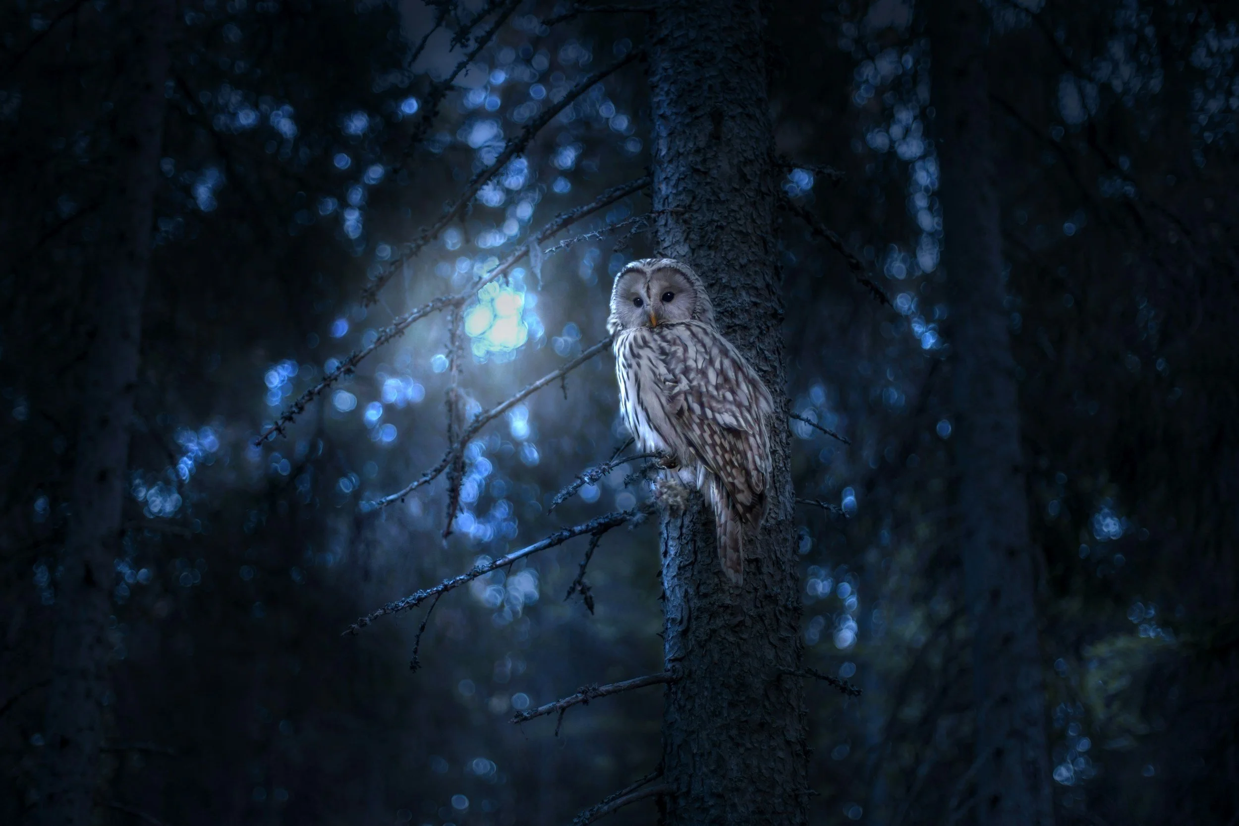 Post #6: Journaling for Wisdom to Self-Heal Chronic Pain & Other Neuroplastic Symptoms