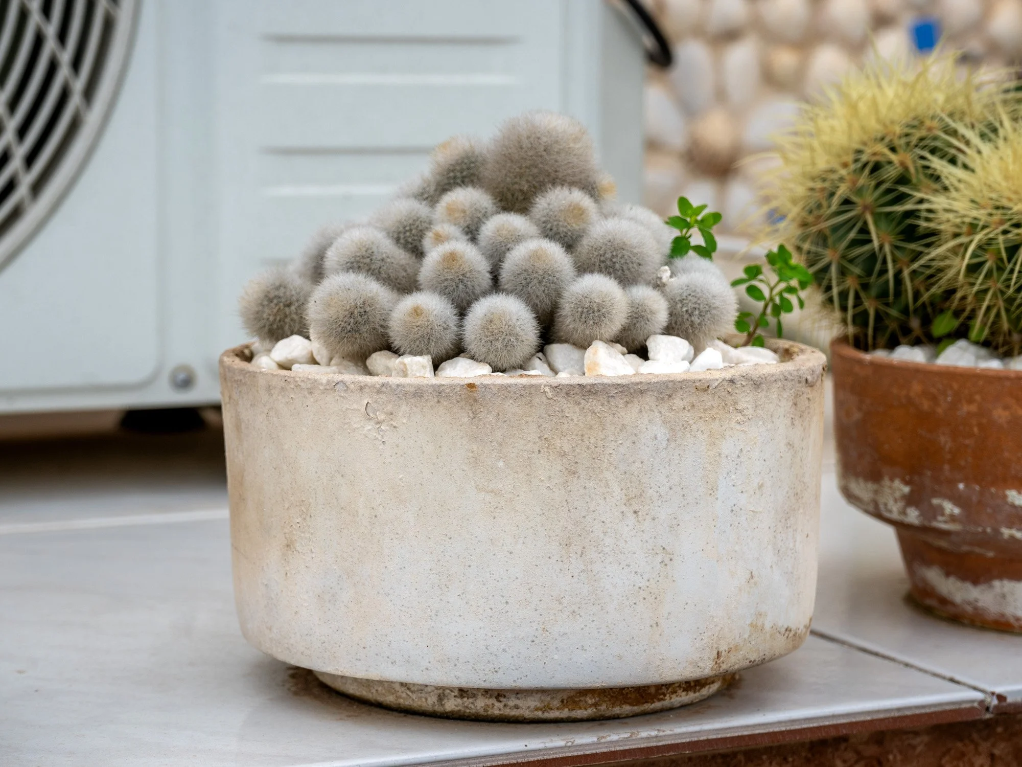 Incluso las plantas son interesantes