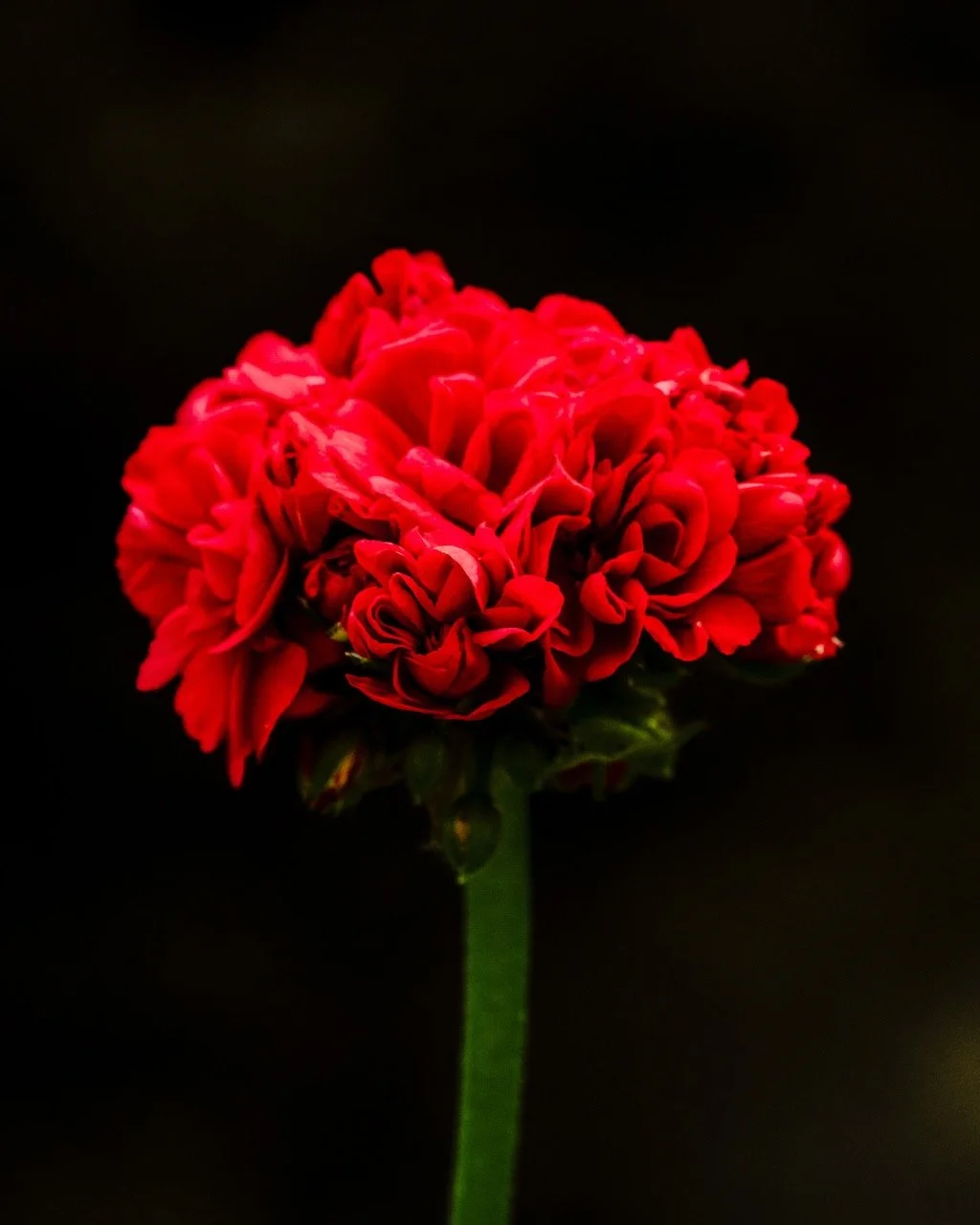  La belleza en el oscuro   Beauty in the dark    