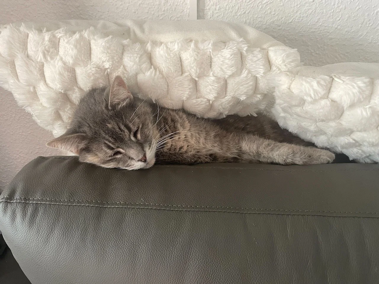  Una siesta debajo de las almohadas   A nap under the pillows  