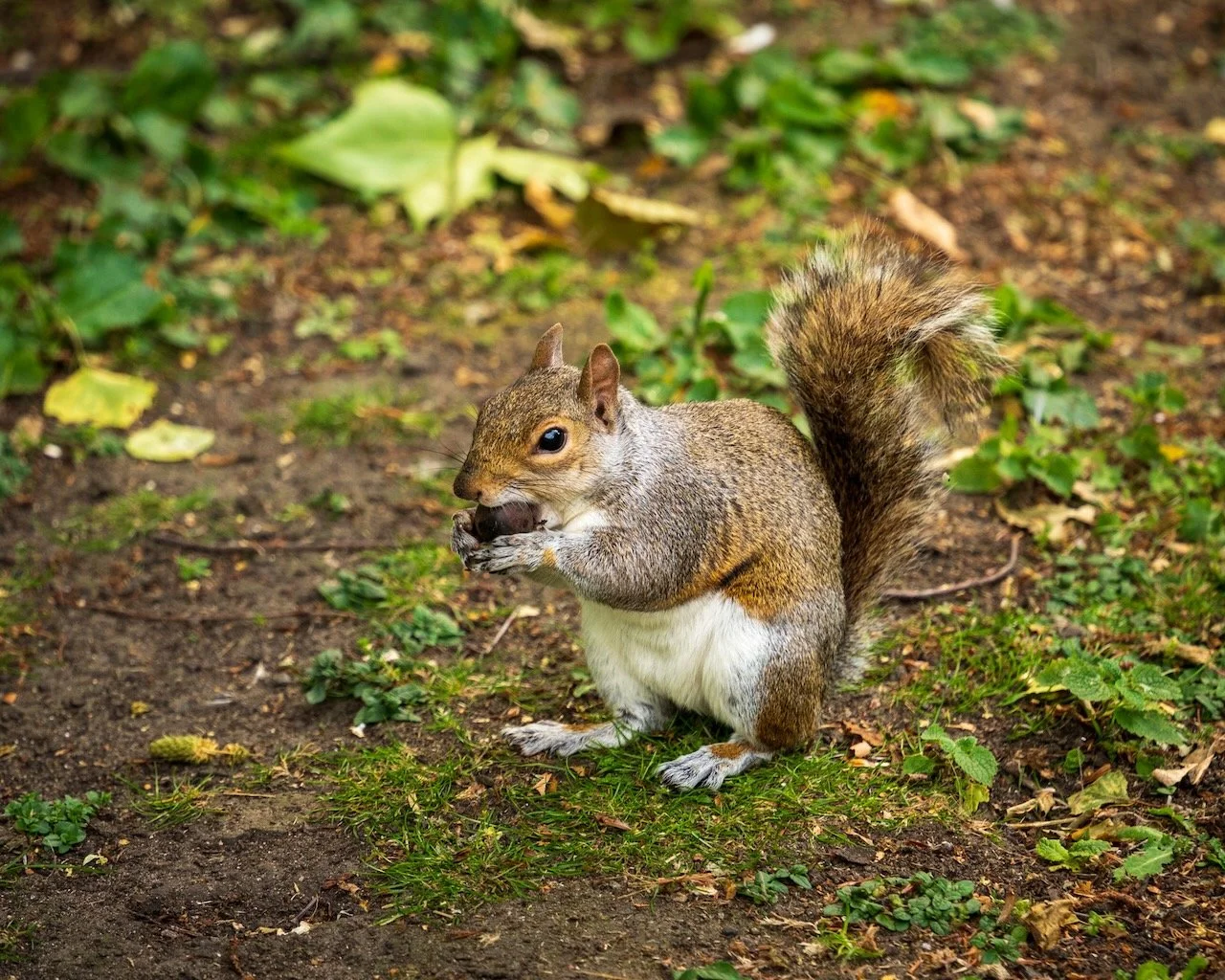  ¡Ardilla!   Squirrel!  