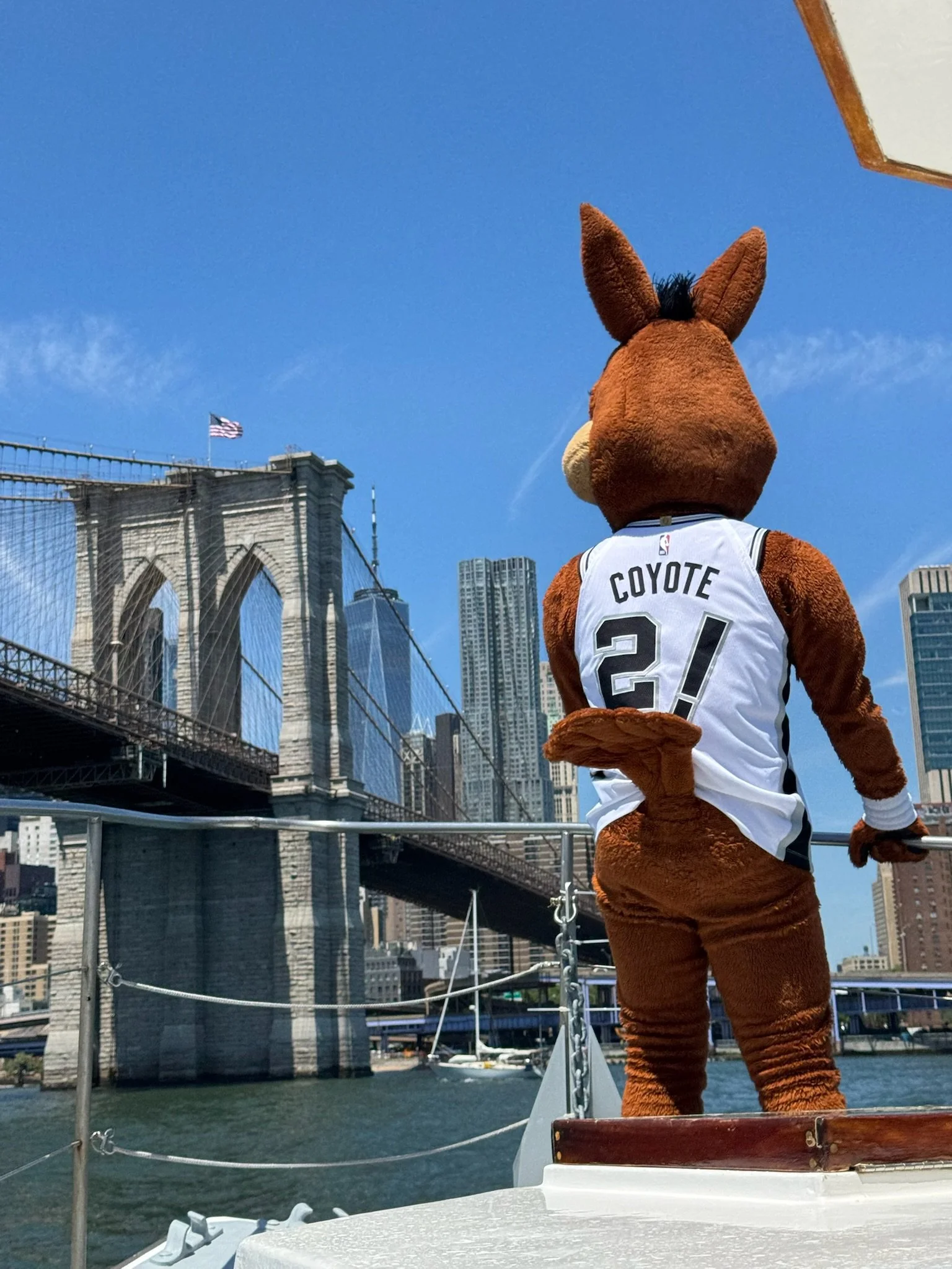 Spurs Coyote looking at Brooklyn bridge
