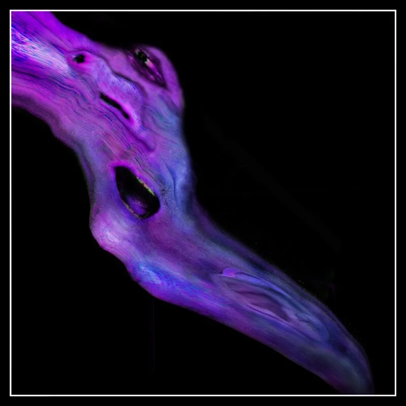 Cyclope_ivre_mort.jpg