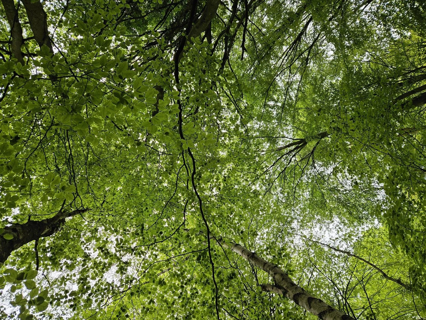 Roots and Recognition: What the forest taught us about being connected.