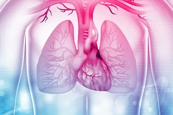 Digital illustration of human lungs and heart within the chest area, with a colorful background.