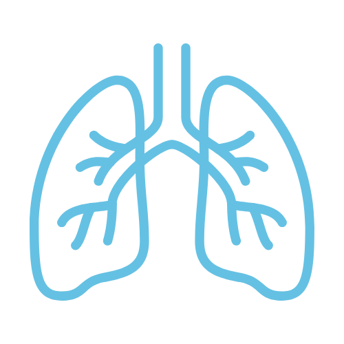 Outline drawing of human lungs with bronchial trees in light blue on a white background.