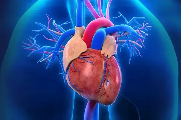 A detailed digital illustration of a human heart showing arteries and veins with a blue background.