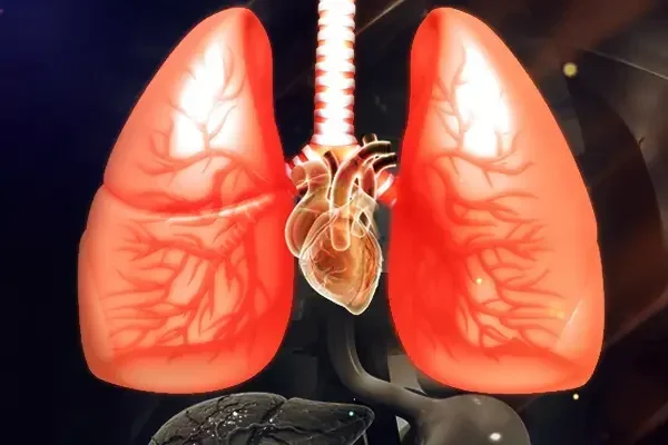 Digital illustration of human lungs and heart, showing the bronchial tubes and blood vessels.