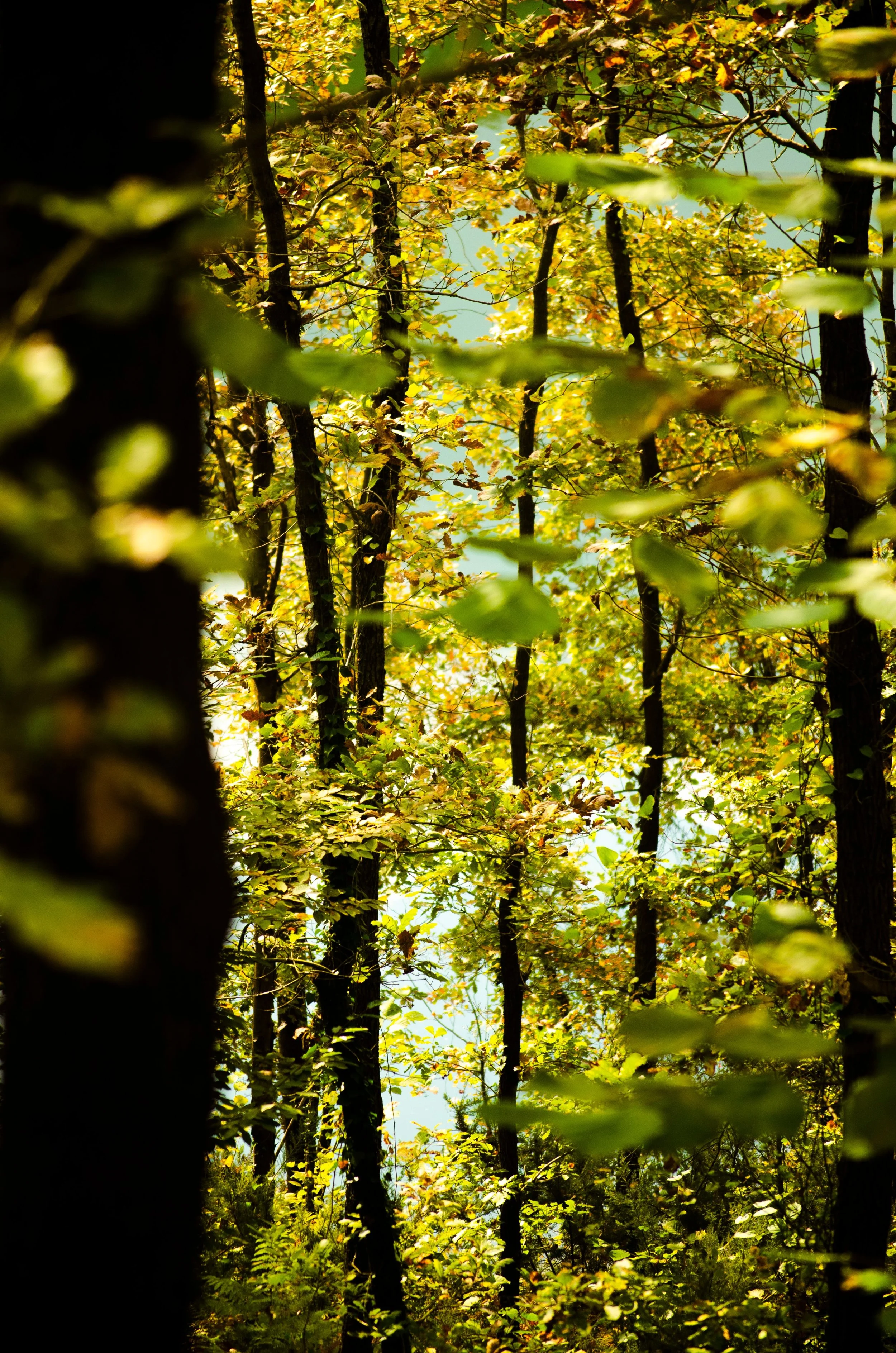 View of a dense forest with trees and green and yellow leaves, sunlight shining through the canopy, and blurred leaves in the foreground.