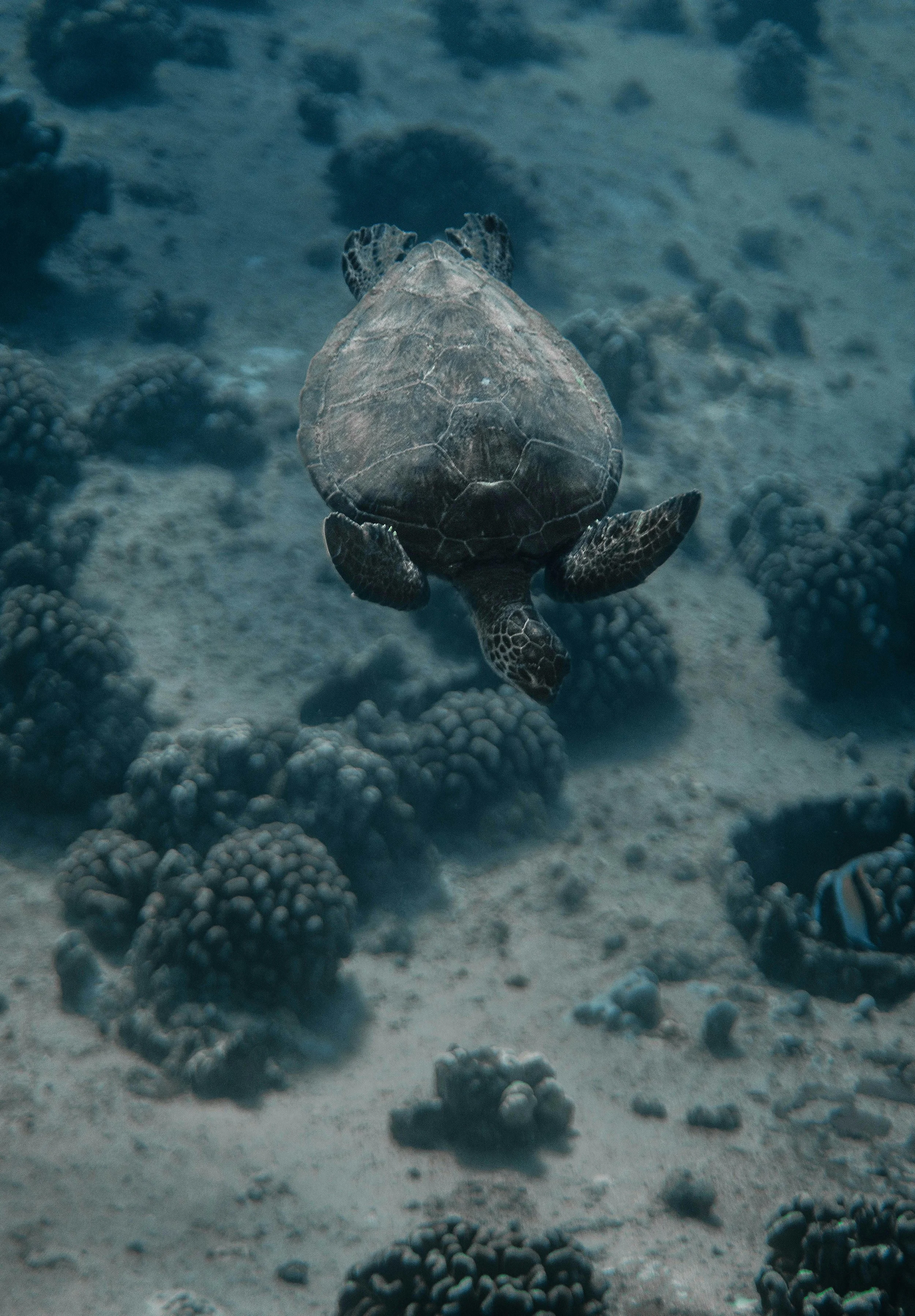 A baby sea turtle swimming above the ocean floor with coral.