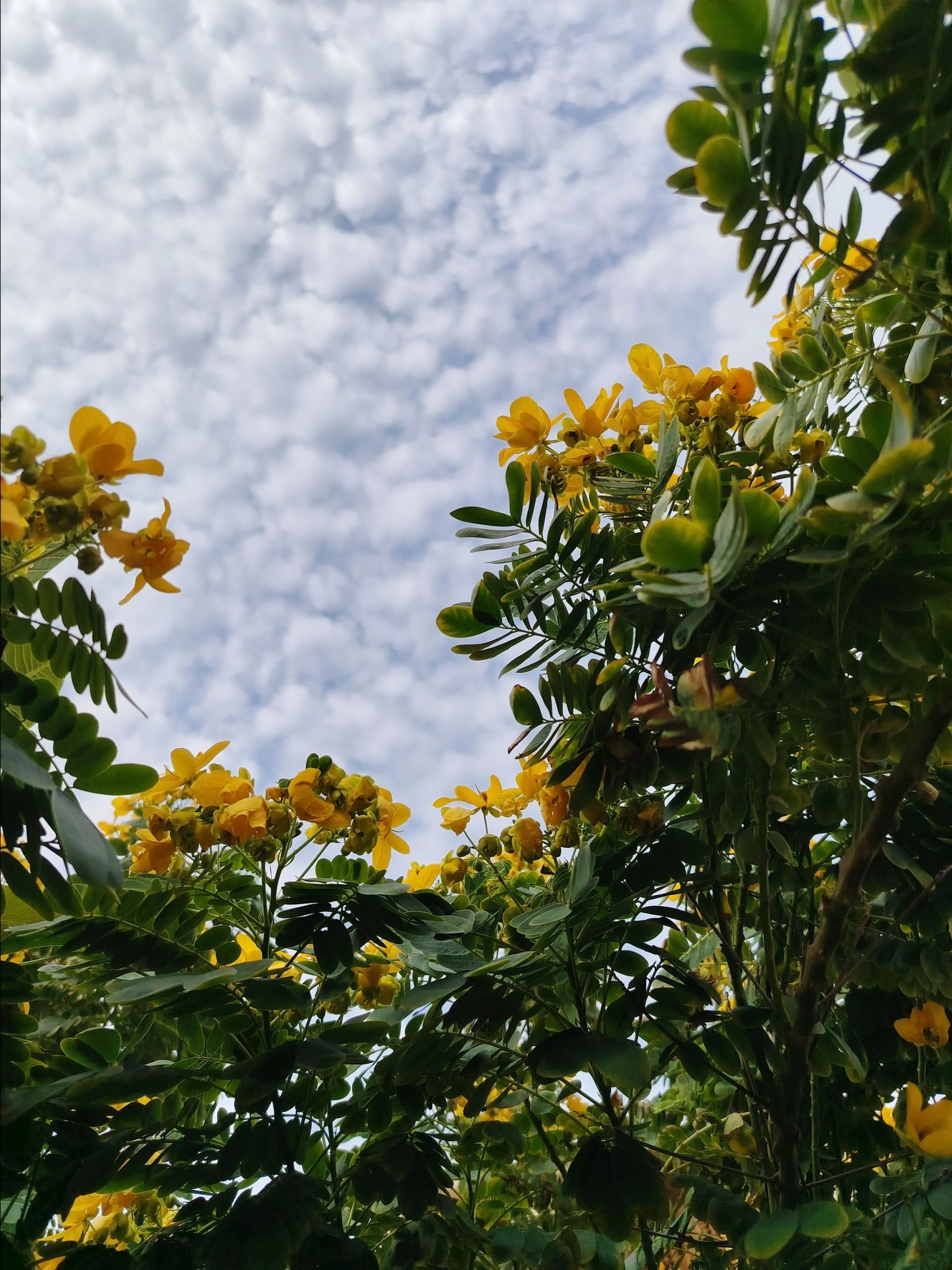 Yellow flowering plant with green leaves against a partly cloudy sky.