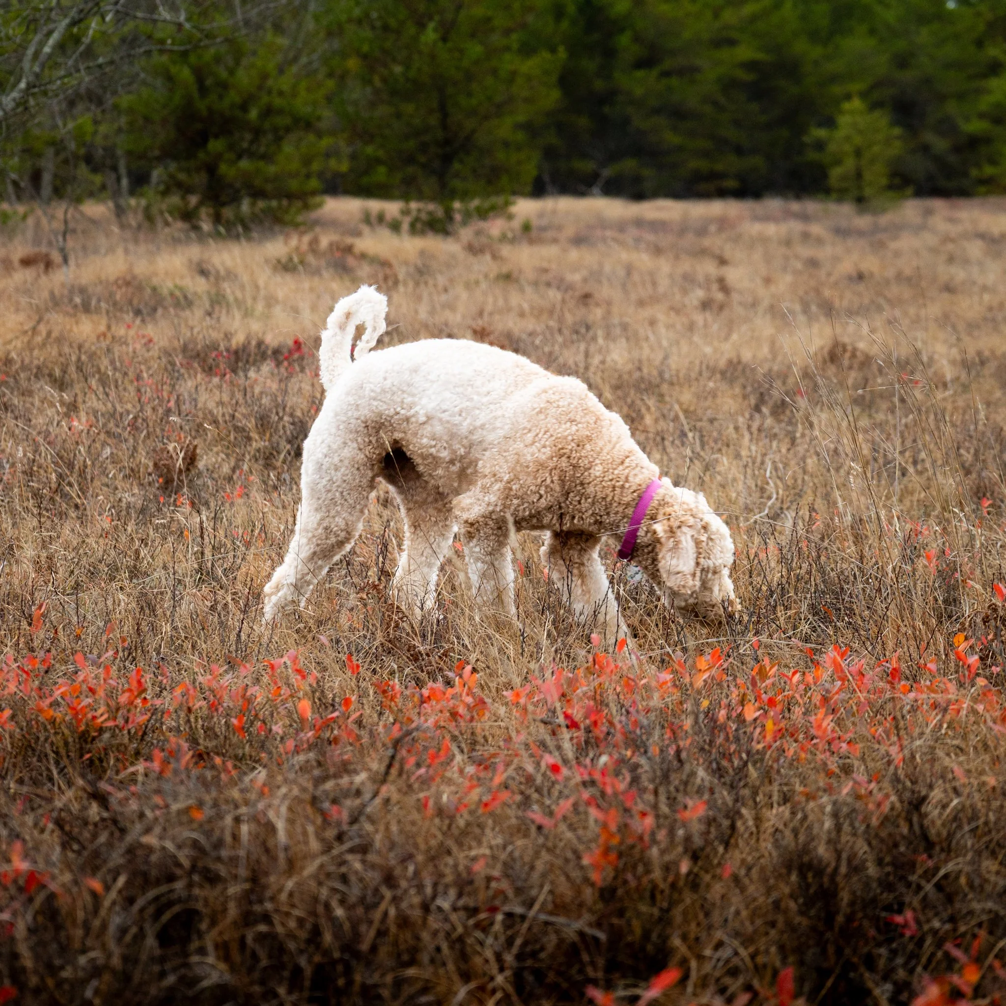 Ellis Cottage-83.jpg