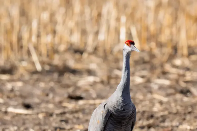 A sandhill crane with a long neck, gray body, and red patch on its head standing outdoors on a ground with dry grass and reeds in the background.