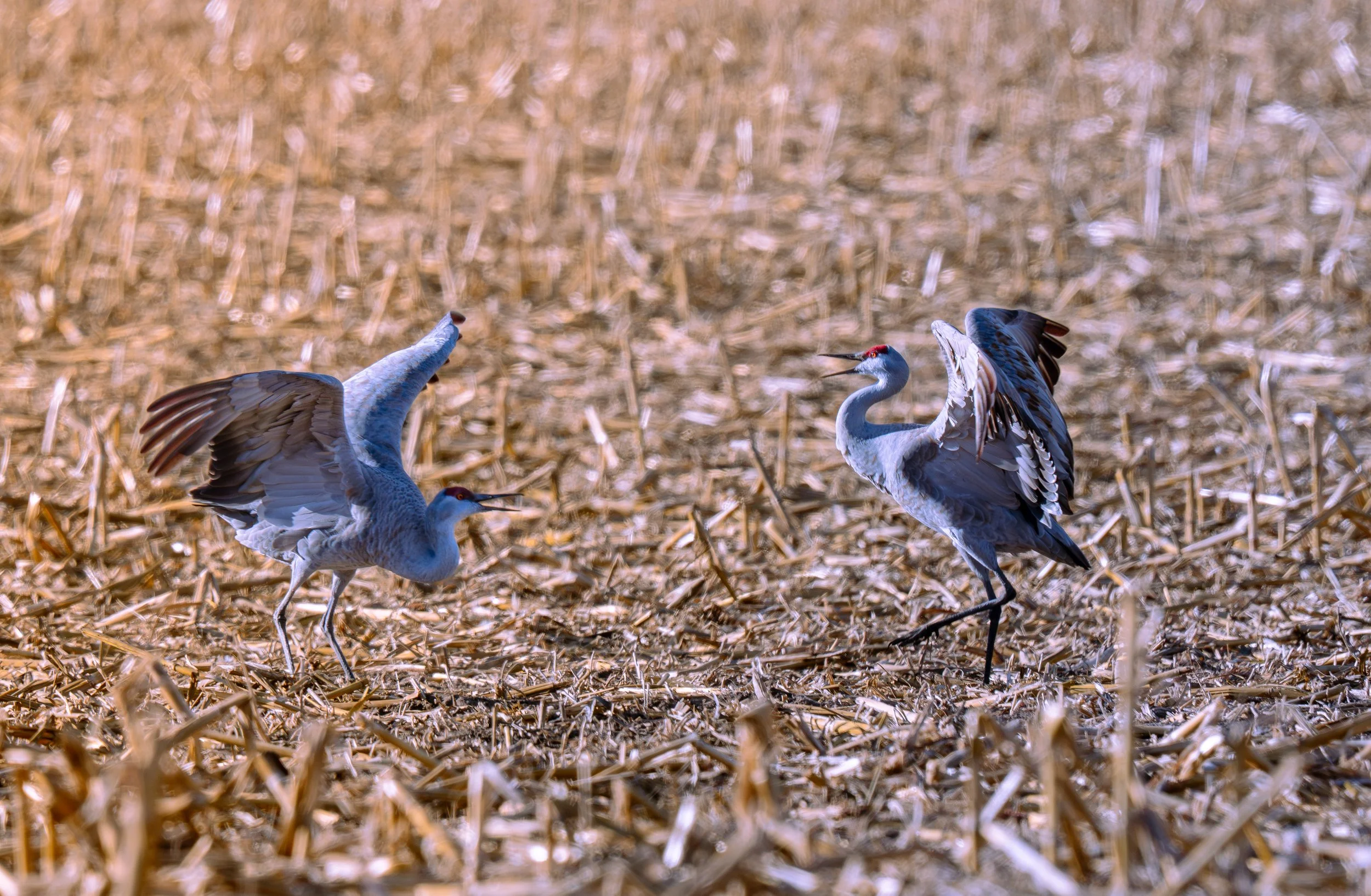 Welcome to the Dance
