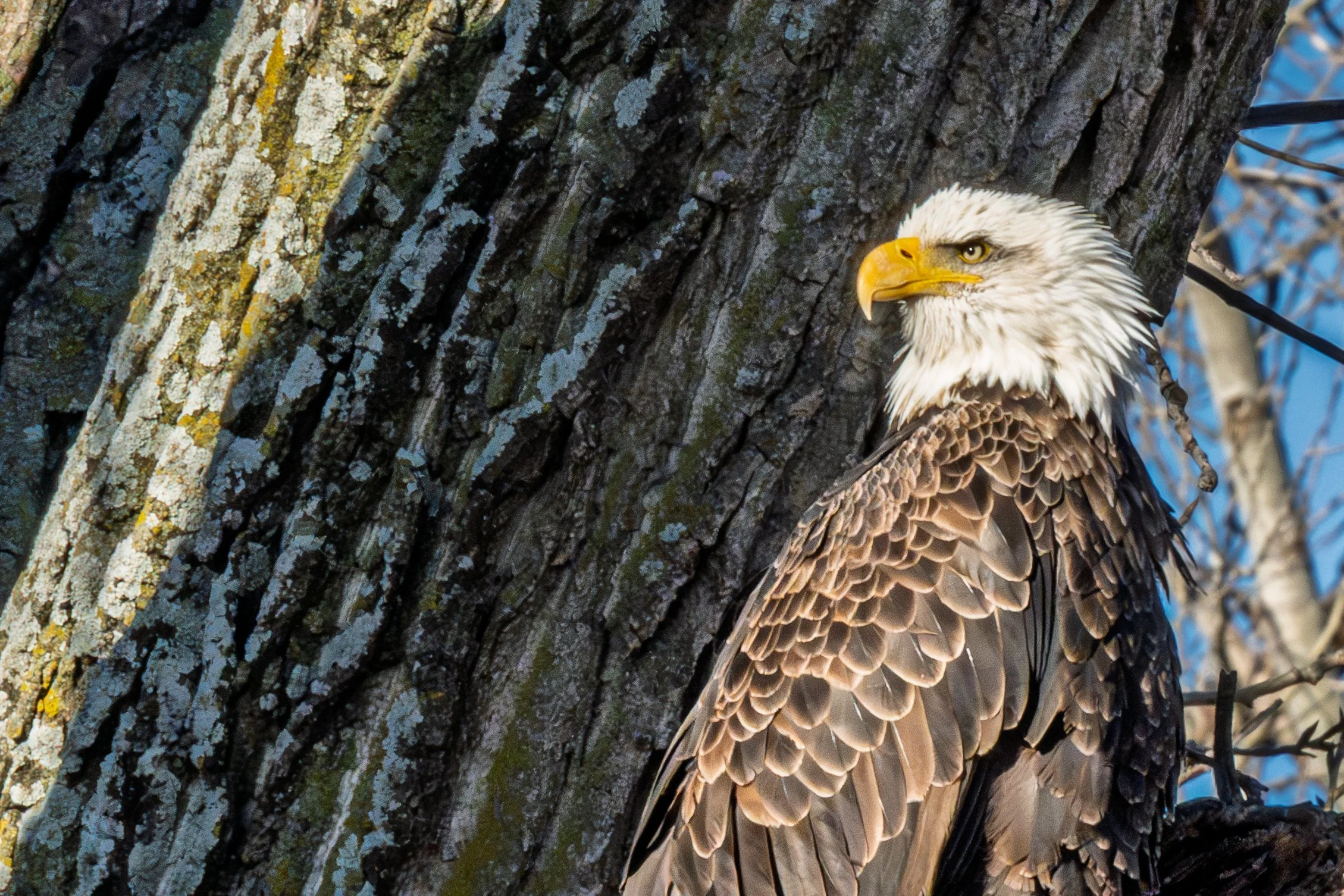 Bald Eagle Migration at Loess Bluffs: A Winter Wildlife Reflection