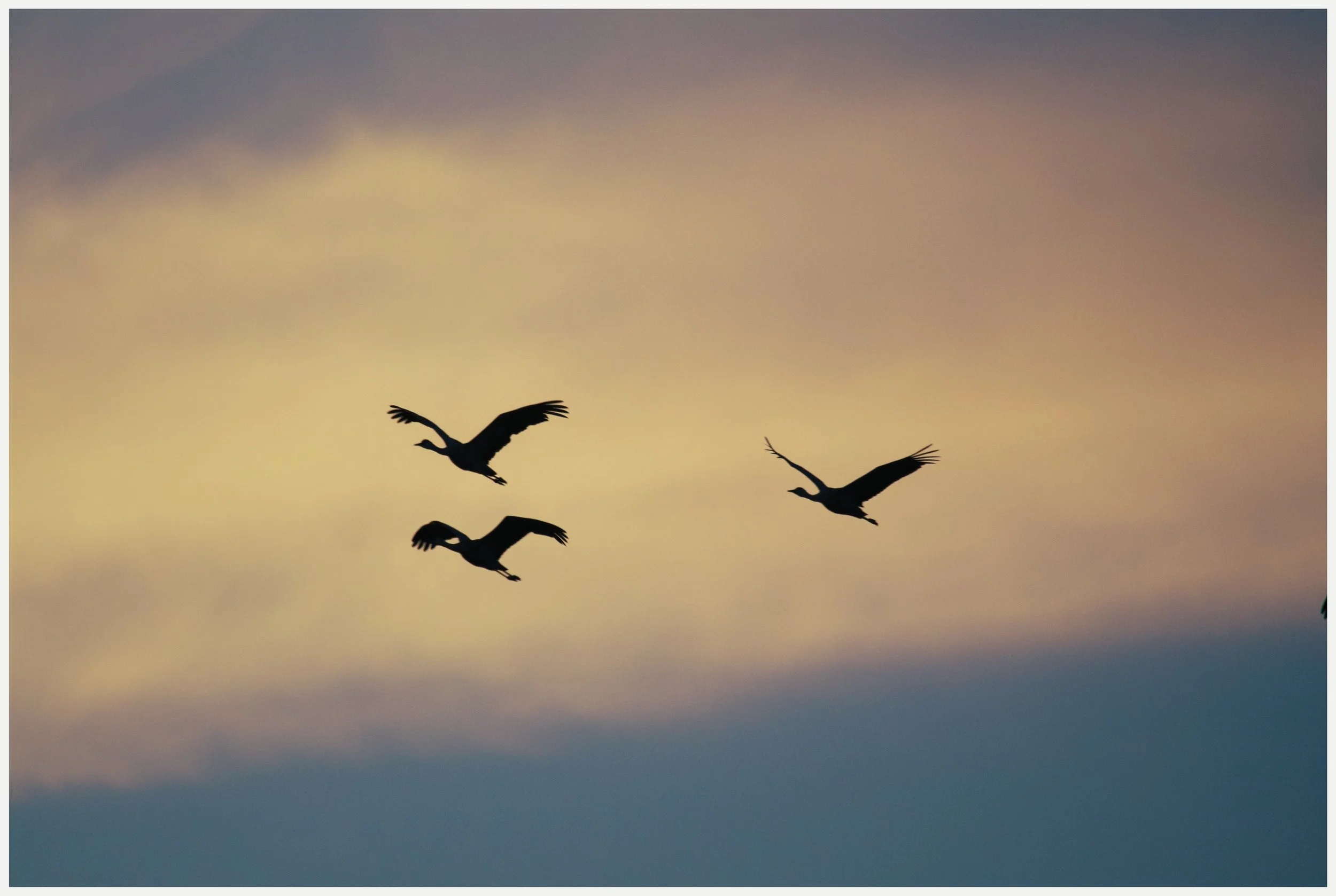 Sandhill Crane Migration at the Platte River: A Pastel Evening in Flight