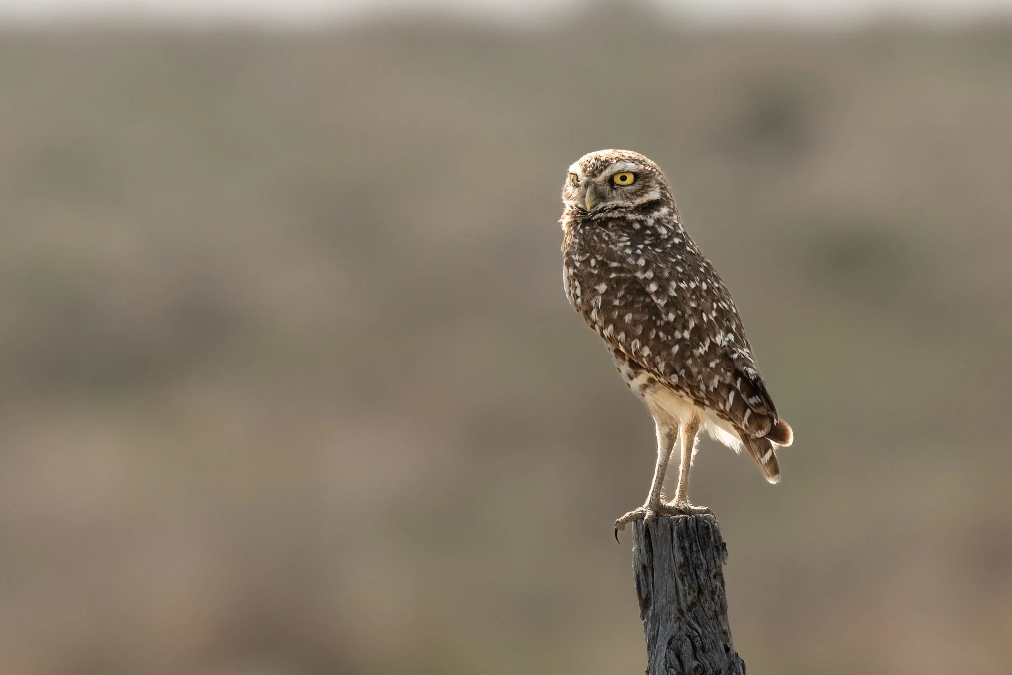The Quiet Watcher of Gove County