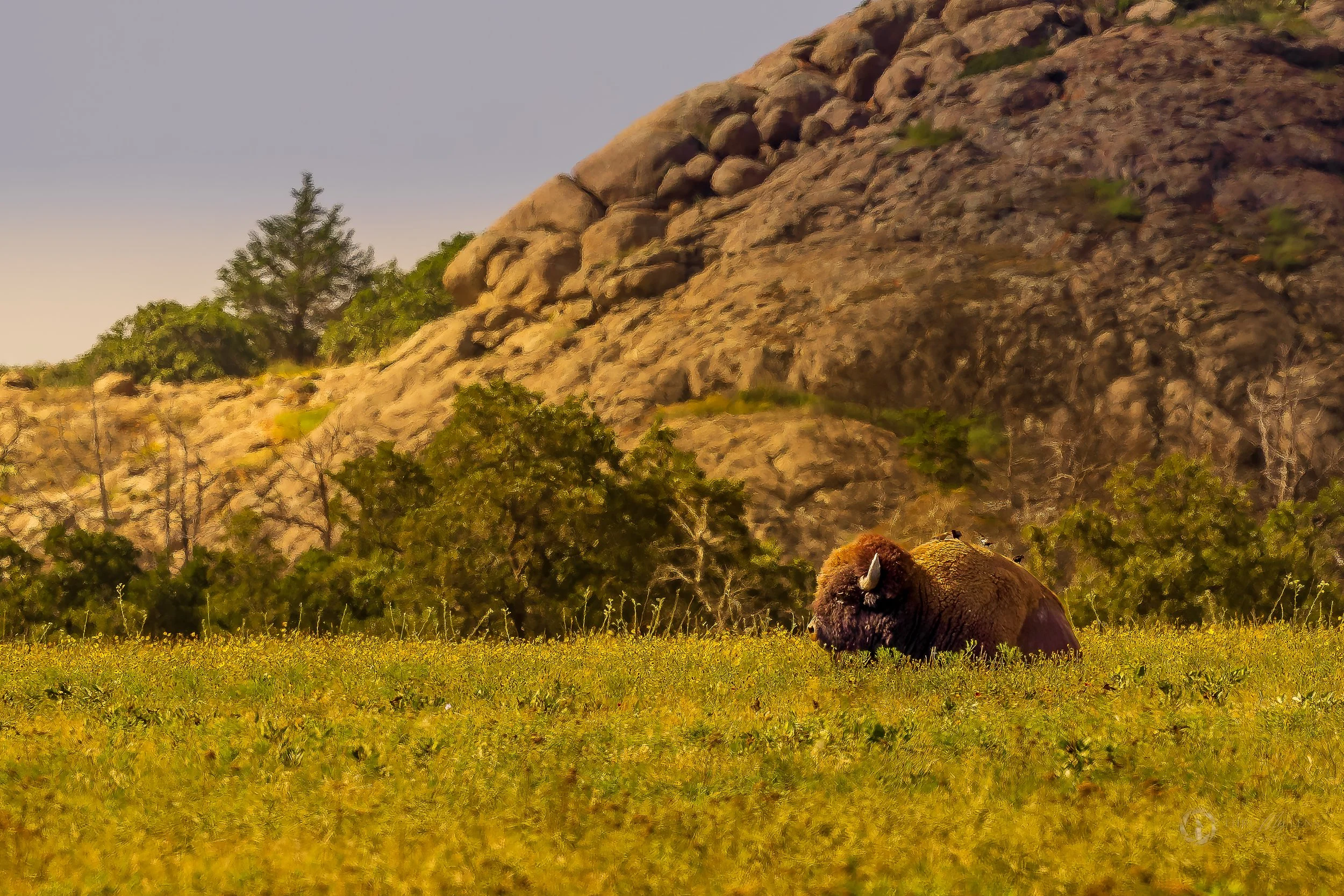 Quiet Confidence in the Evening Light