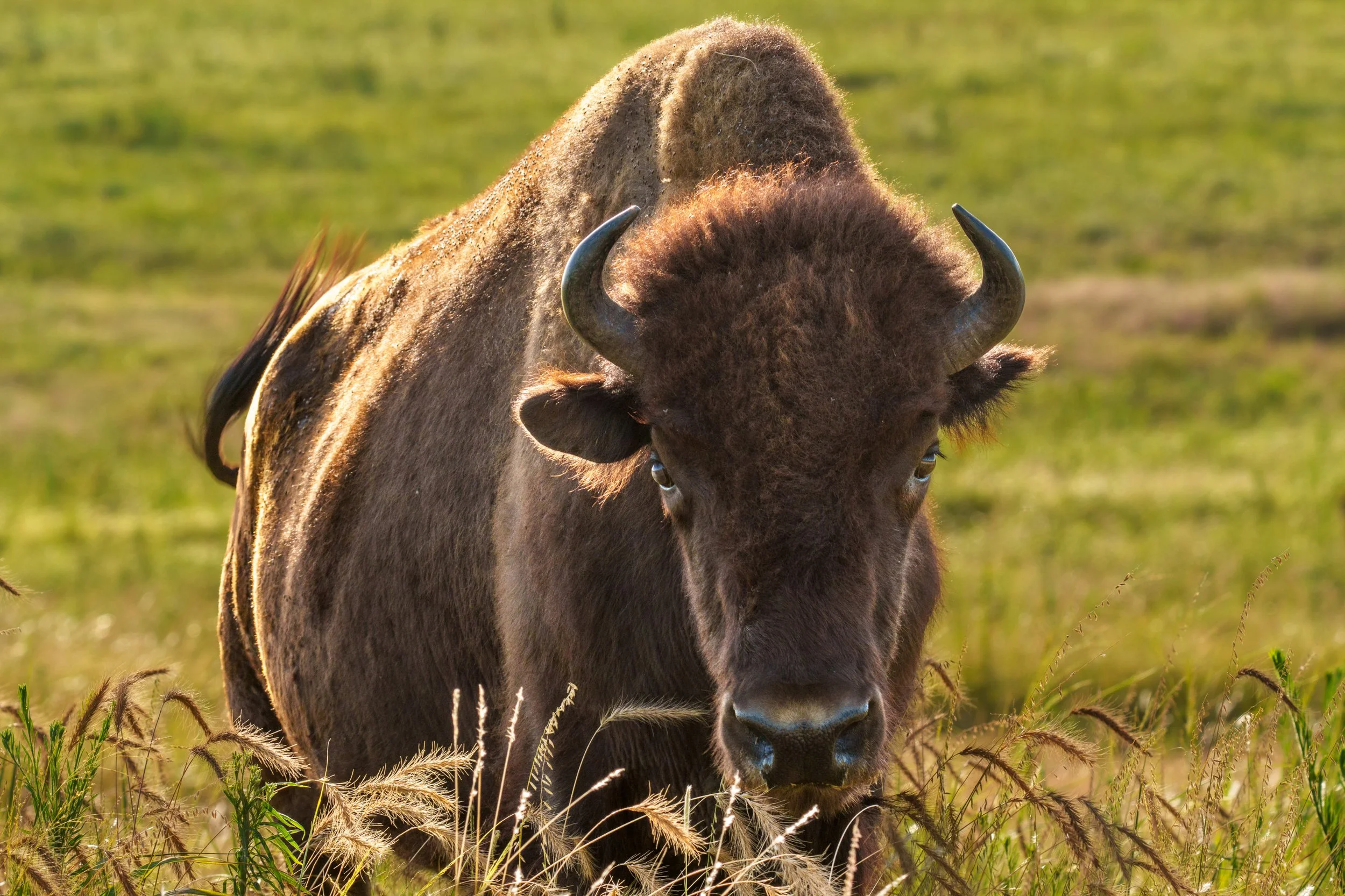 When the Bison Came to My Window
