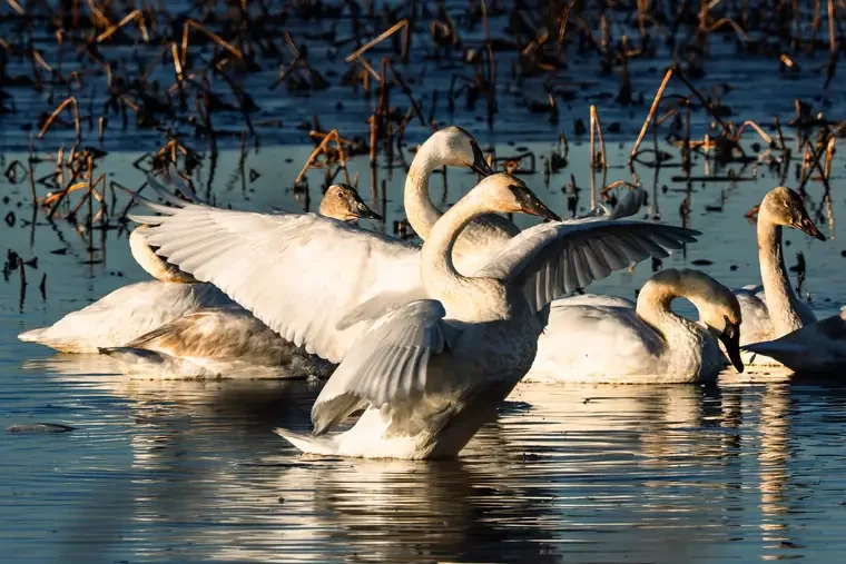 Swans swimming in a lake with one raising its wings