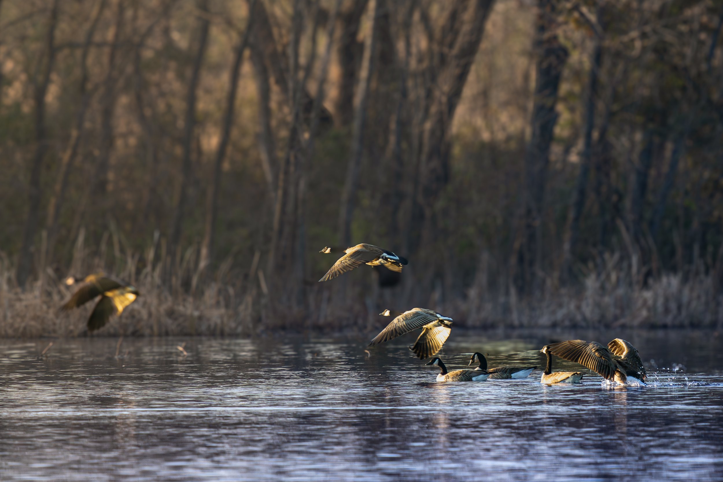 Brief rest break is over. Canadian Geese continue their journey.