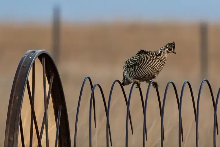 A bird perched on a metal wire fence in a rural area.