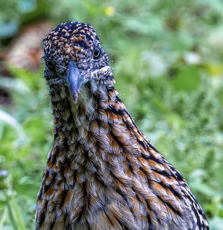 Close-up of a bird with brown and black patterned feathers, a dark beak, and a slightly ruffled head, against a green blurred background.