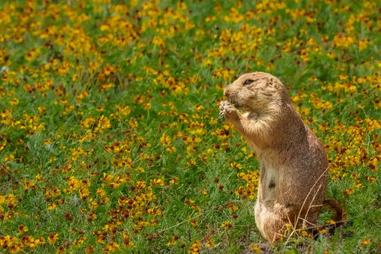 A prairie dog standing upright on a grassy field filled with small yellow and red flowers, holding a small object in its paws.