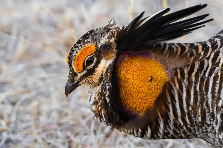 Close-up of a male Greater Sage-Grouse displaying ornate plumage, with yellow throat sacs and facial markings.